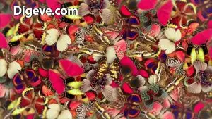فایل آماده افترافکت لوگو پروانه elegant butterflies