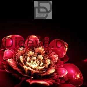 عکس با کیفیت گل قرمز