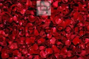عکس با کیفیت بکگراند گلبرگ گل رز