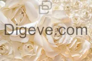 عکس با کیفیت بکگراند گل رز سفید زیبا