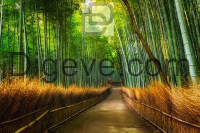 عکس با کیفیت بیشه بامبو آراشیاما
