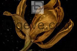 عکس با کیفیت قطرات آب گل لاله پژمرده زرد