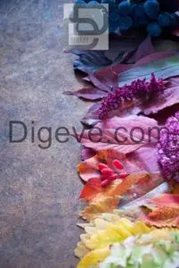 عکس با کیفیت برگ، توت، گل، عکاسی بی جان