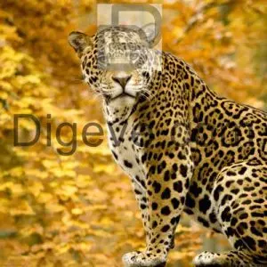 عکس با کیفیت پلنگ ، حیوانات وحشی