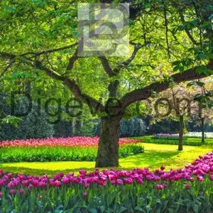 عکس با کیفیت بهار باغ گل لاله درختی