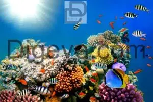عکس با کیفیت صخره مرجانی،ماهی