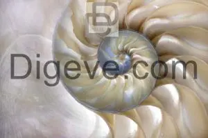 عکس با کیفیت پوسته صدف دریایی