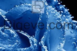 عکس با کیفیت گل رز آبی با قطره شبنم