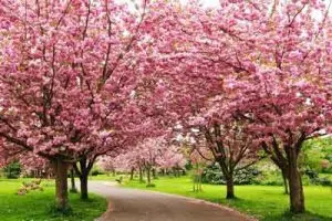 دانلود عکس با کیفیت شکوفه های درخت آلبالو