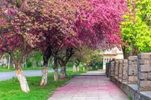 دانلود عکس با کیفیت شکوفه های درخت آلبالو،فصل بهار