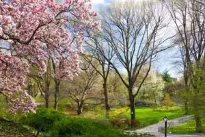 دانلود عکس با کیفیت شکوفه های درخت آلبالو،فصل بهار