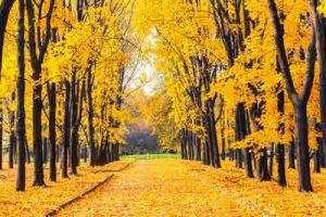 دانلود عکس با کیفیت جنگل زرد پاییزی