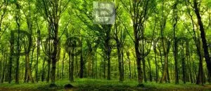 عکس با کیفیت منظره جنگل زیبا سرسبز