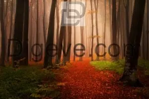 عکس با کیفیت جنگل، گرگ و میش، مسیر، درختان