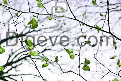 عکس با کیفیت برگ و شاخه درخت