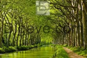 عکس با کیفیت درختان زیبا