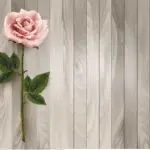 دانلود وکتور لایه باز گل رز تکی