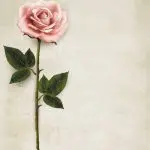 دانلود وکتور لایه باز گل رز تک با فضای خالی کنار تصویر