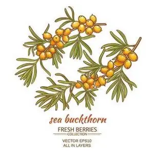دانلود وکتور لایه باز مجموعه میوه سنجد دریایی