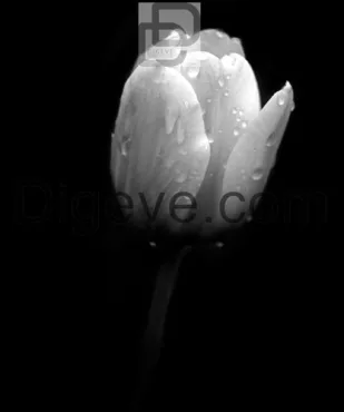 دانلود عکس با کیفیت سیاه و سفید گل