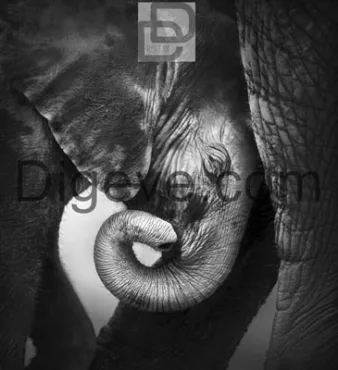 دانلود عکس با کیفیت سیاه و سفید فیل