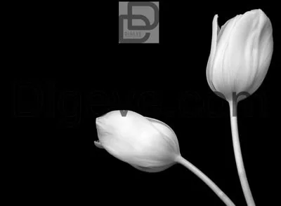 دانلود عکس با کیفیت سیاه و سفید گل