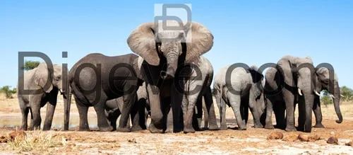 دانلود عکس با کیفیت بکگراند فیل ها