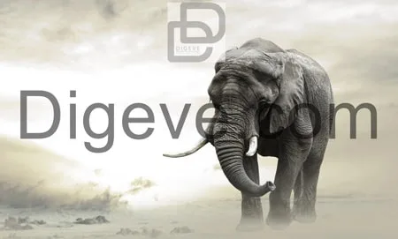 دانلود عکس با کیفیت سیاه و سفید فیل