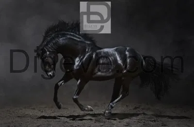 دانلود عکس با کیفیت سیاه و سفید اسب