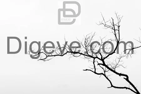 دانلود عکس با کیفیت سیاه و سفید درخت