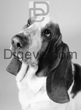 دانلود عکس با کیفیت سیاه و سفید سگ