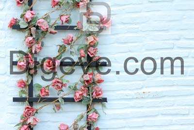 دانلود عکس با کیفیت تزئین گل روی دیوار