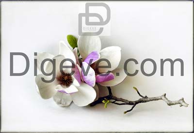 عکس با کیفیت شکوفه سفید و بنفش