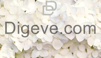 عکس با کیفیت گل هیدرانسی سفید