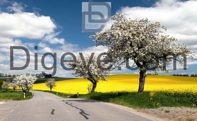 عکس با کیفیت نمای بهاری جاده با درخت های سیب