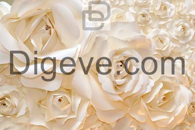 عکس با کیفیت بکگراند گل رز سفید زیبا