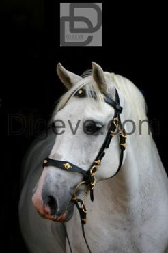 عکس با کیفیت اسب سفید