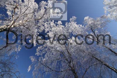 عکس با کیفیت درختان پوشیده از برف