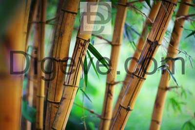 عکس با کیفیت شاخه های درخت بامبو