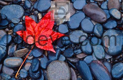 دانلود عکس با کیفیت بکگراند سنگ ساحلی و برگ قرمز