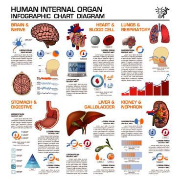 دانلود وکتور لایه باز اینفوگرافی اعضای بدن انسان