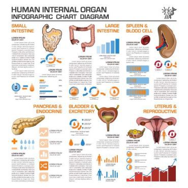 دانلود وکتور لایه باز اینفوگرافی پزشکی اندام داخلی انسان
