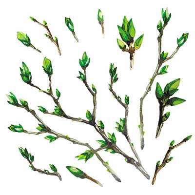 دانلود طرح لایه باز مجموعه شاخه و جوانه گیاهی آبرنگی