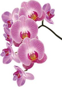 دانلود رایگان طرح لایه باز شاخه گل ارکیده واقع‌گرایانه با نمای نزدیک و جزئیات دقیق
